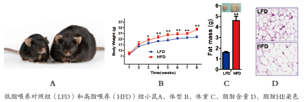  肥胖模型实验研究(图1)
