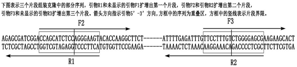 多片段引物设计