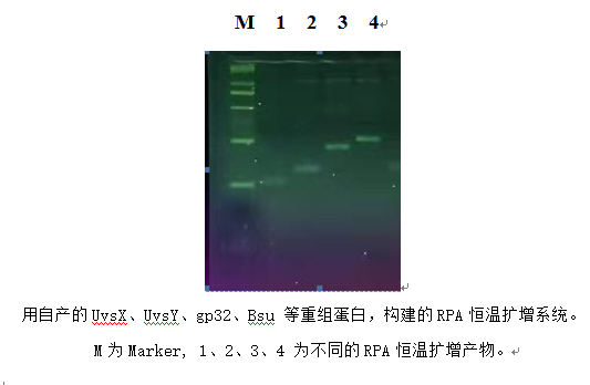 UvsY蛋白(图1)